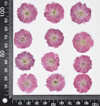 60pcs 25-35mm Stlačené Sušené kvety Prírodné Čerešňové Kvety Herbarium Epoxidové Živice Šperky, Takže make-up na Tvár Nail Art Craft urob si sám